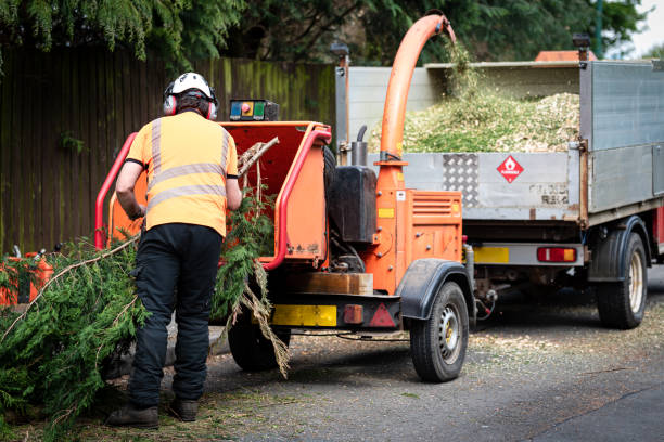 Best Tree Care Services  in Rm Beach, WA